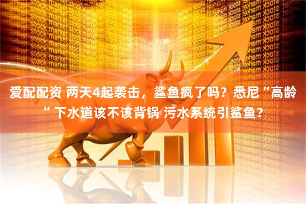 爱配配资 两天4起袭击，鲨鱼疯了吗？悉尼“高龄”下水道该不该背锅 污水系统引鲨鱼？