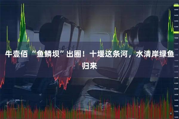 牛壹佰 “鱼鳞坝”出圈！十堰这条河，水清岸绿鱼归来